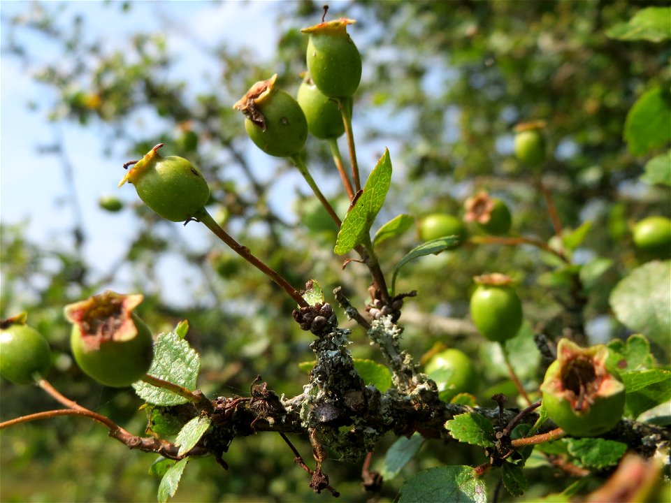 Zweigriffeliger Weißdorn (Crataegus laevigata) im Naturschutzgebiet Mürmes