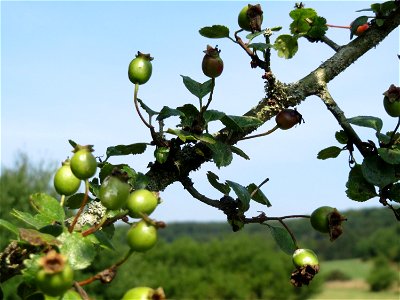 Zweigriffeliger Weißdorn (Crataegus laevigata) im Naturschutzgebiet Mürmes