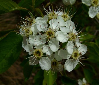 Prunus mahaleb flowers, Castelltallat Catalonia