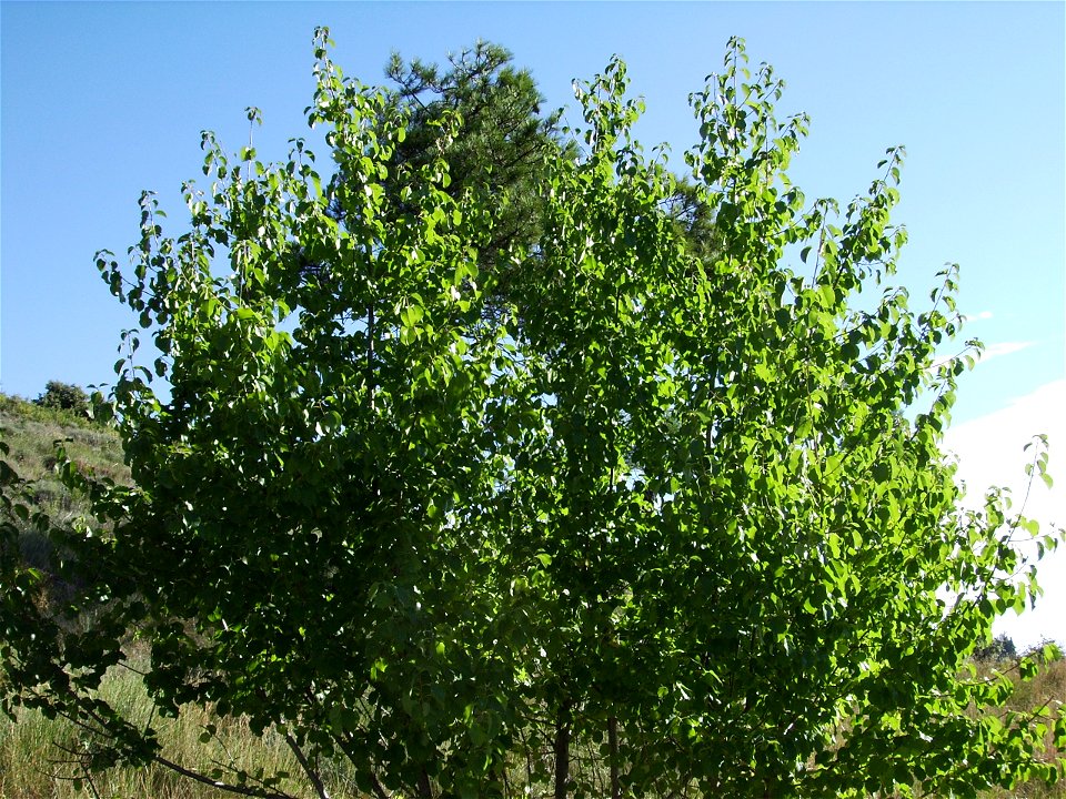 Image:P.mahaleb.jpg

Prunus mahaleb at Serra de Castelltallat,Catalonia