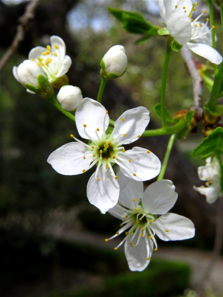 Flores de Prunus mahaleb (Rosaceae). Real Jardín Botánico de Madrid.