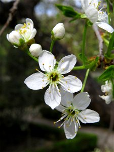 Flores de Prunus mahaleb (Rosaceae). Real Jardín Botánico de Madrid.