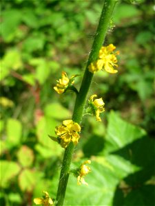 Gemeiner Odermennig (Agrimonia eupatoria) im Schwetzinger Hardt