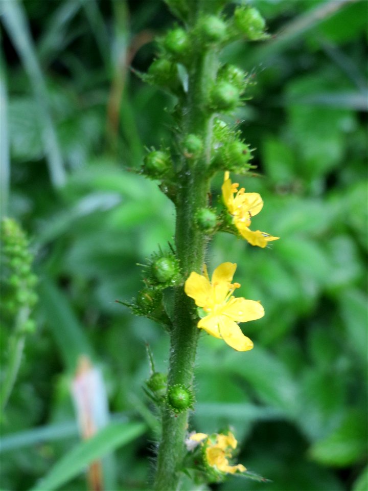 Gemeiner Odermennig (Agrimonia eupatoria) am Geißböckelgraben bei Philippsburg