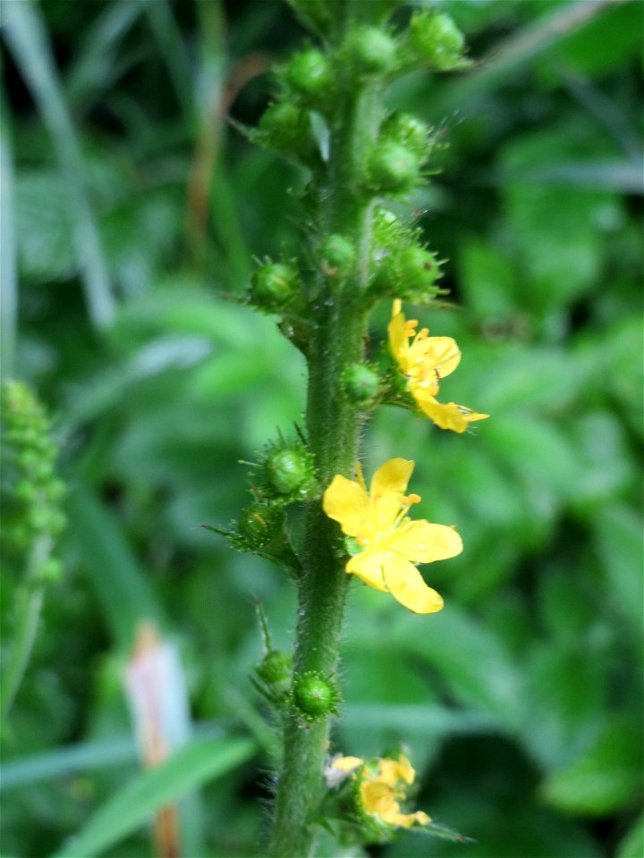 Gemeiner Odermennig (Agrimonia eupatoria) am Geißböckelgraben bei Philippsburg photo