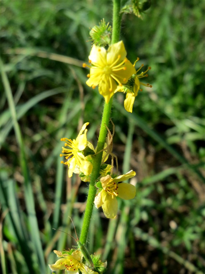 Gemeiner Odermennig (Agrimonia eupatoria) bei Reilingen