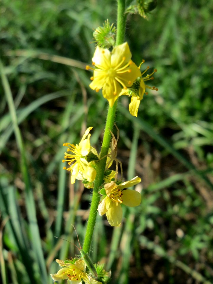 Gemeiner Odermennig (Agrimonia eupatoria) bei Reilingen photo