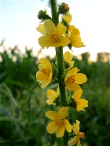 Gemeiner Odermennig (Agrimonia eupatoria) bei Hockenheim