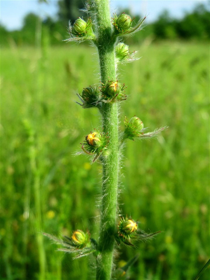 Gemeiner Odermennig (Agrimonia eupatoria) in den Horststückern im Landschaftsschutzgebiet Hockenheimer Rheinbogen