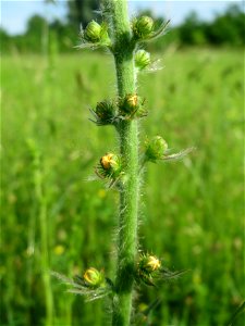 Gemeiner Odermennig (Agrimonia eupatoria) in den Horststückern im Landschaftsschutzgebiet Hockenheimer Rheinbogen