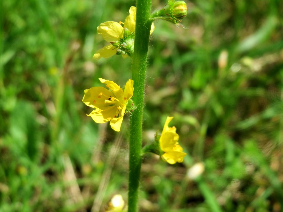 Gemeiner Odermennig (Agrimonia eupatoria) im Landschaftsschutzgebiet Hockenheimer Rheinbogen