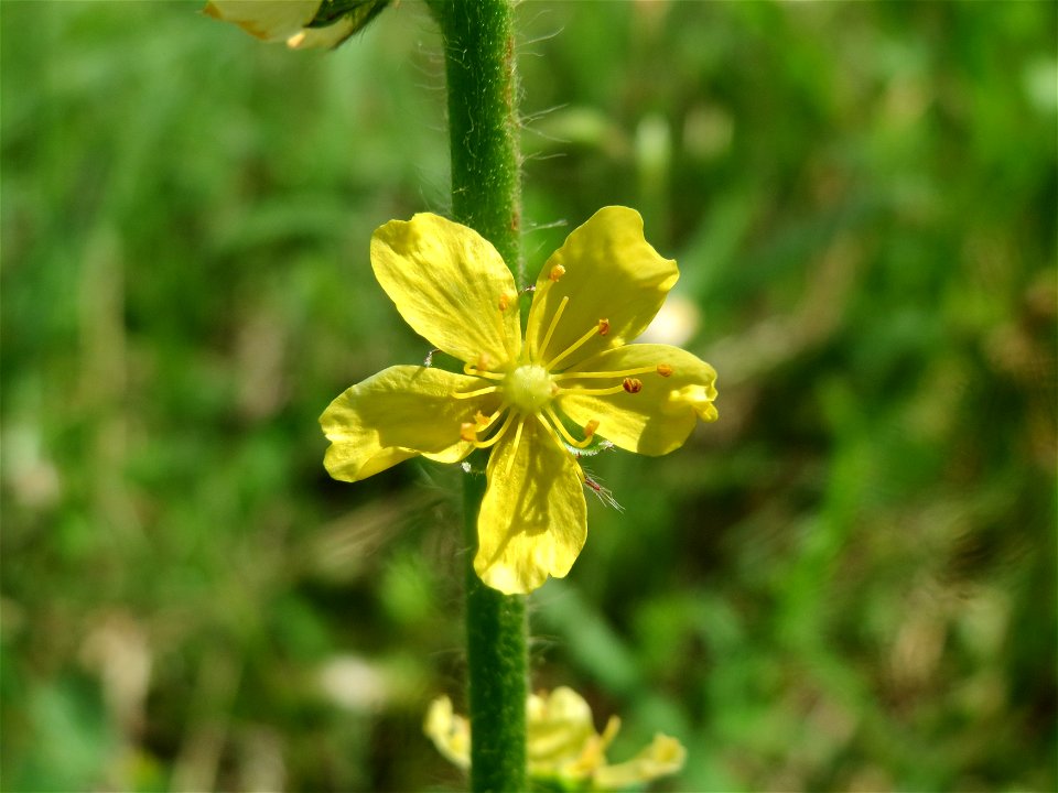 Gemeiner Odermennig (Agrimonia eupatoria) im Landschaftsschutzgebiet Hockenheimer Rheinbogen photo