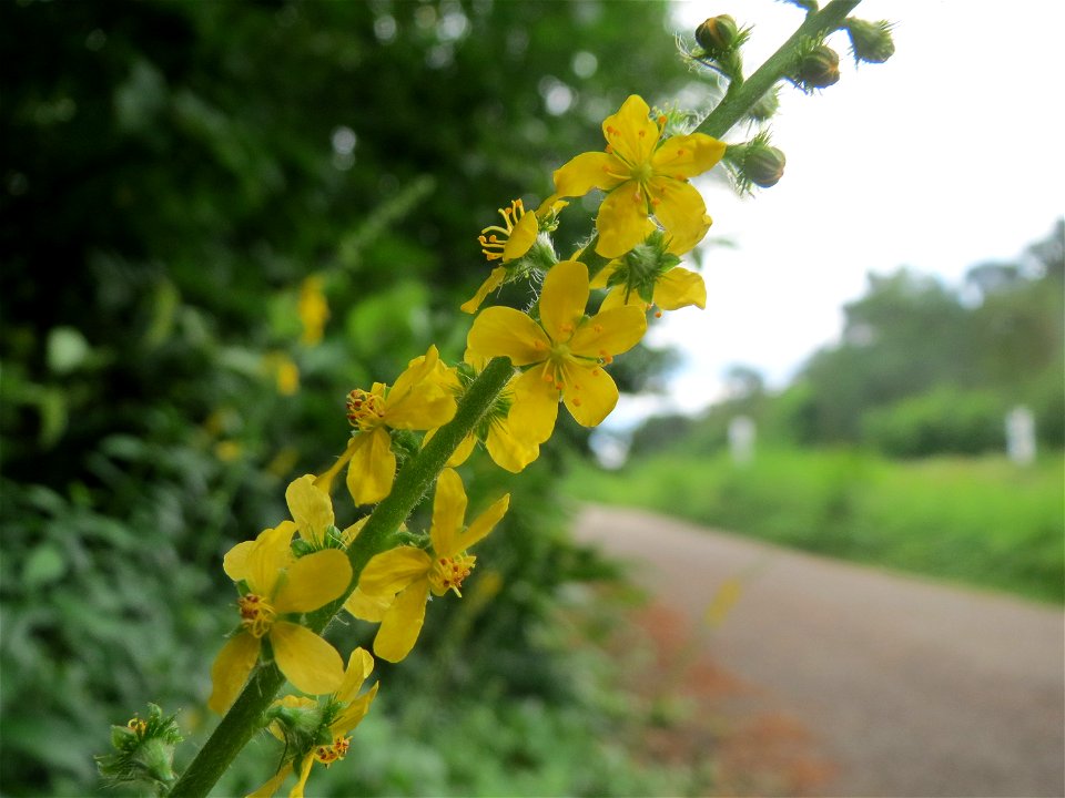 Gemeiner Odermennig (Agrimonia eupatoria) im Schwetzinger Hardt