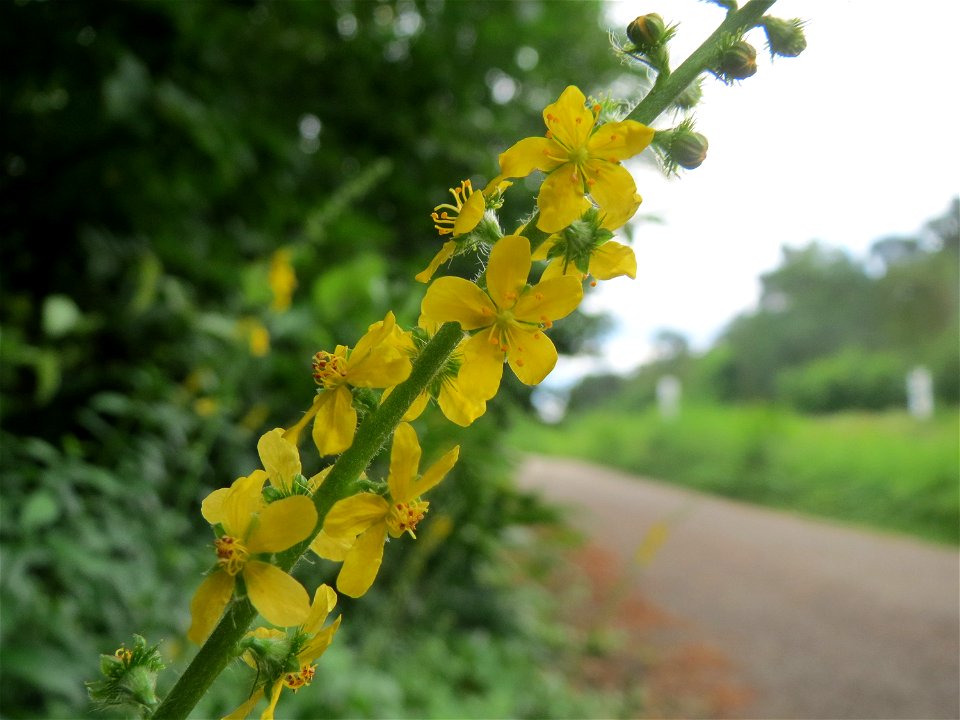 Gemeiner Odermennig (Agrimonia eupatoria) im Schwetzinger Hardt photo