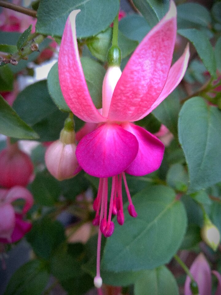 In the free flower plant
