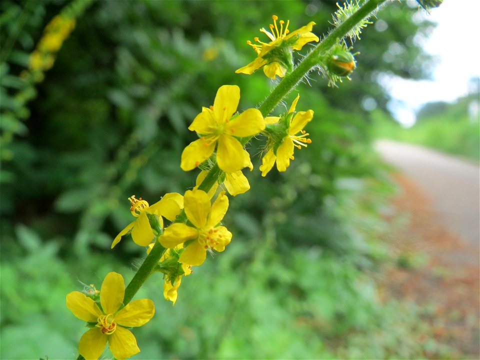 Gemeiner Odermennig (Agrimonia eupatoria) im Schwetzinger Hardt