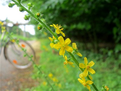 Gemeiner Odermennig (Agrimonia eupatoria) im Schwetzinger Hardt photo