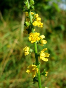 Gemeiner Odermennig (Agrimonia eupatoria) in Hockenheim
