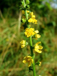 Gemeiner Odermennig (Agrimonia eupatoria) in Hockenheim photo