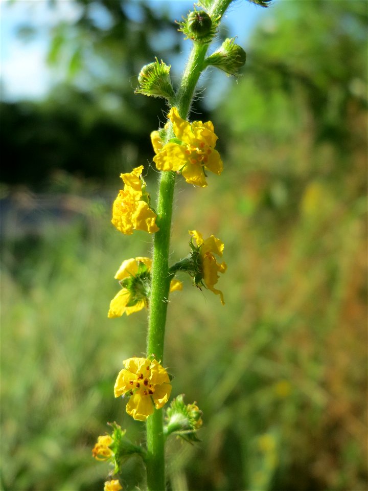 Gemeiner Odermennig (Agrimonia eupatoria) in Hockenheim photo