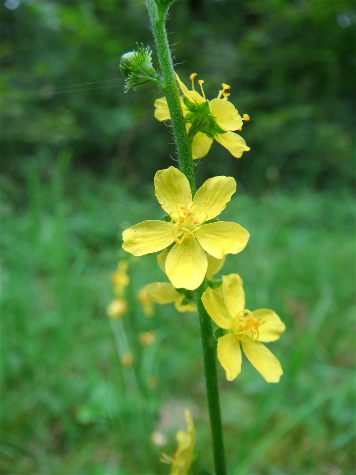 Gemeiner Odermennig (Agrimonia eupatoria) im Schwetzinger Hardt
