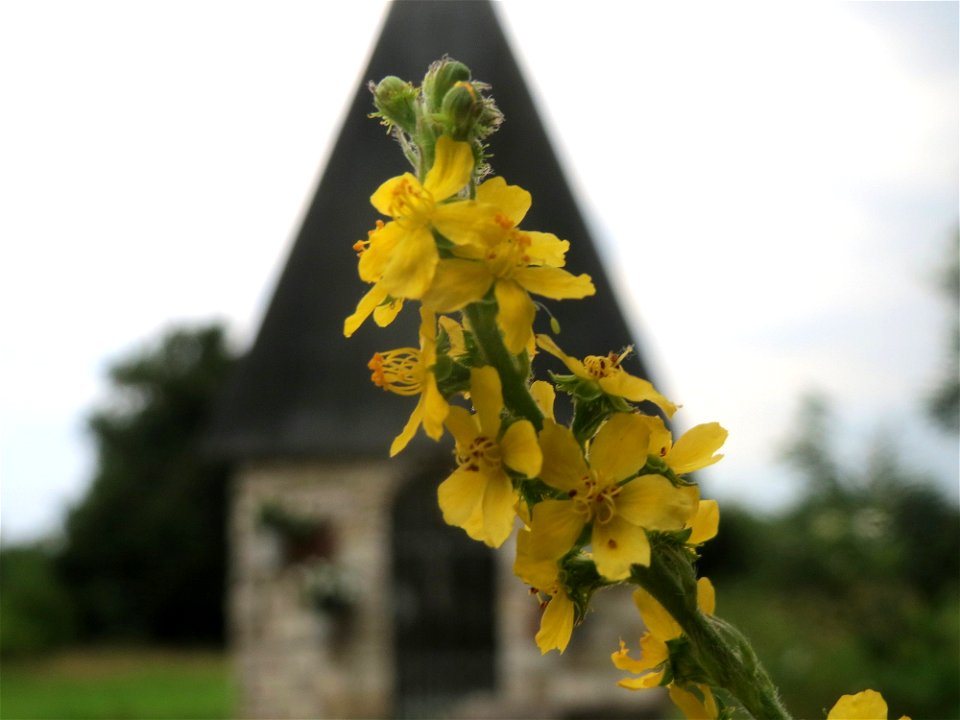 Gemeiner Odermennig (Agrimonia eupatoria) an der Elisabethenstraße bei Wiesbaden - im Hintergrund eine Wegkapelle
