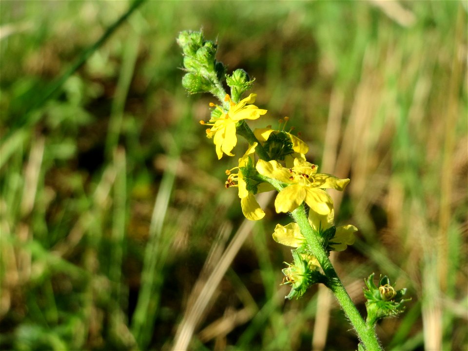 Gemeiner Odermennig (Agrimonia eupatoria) bei Hockenheim