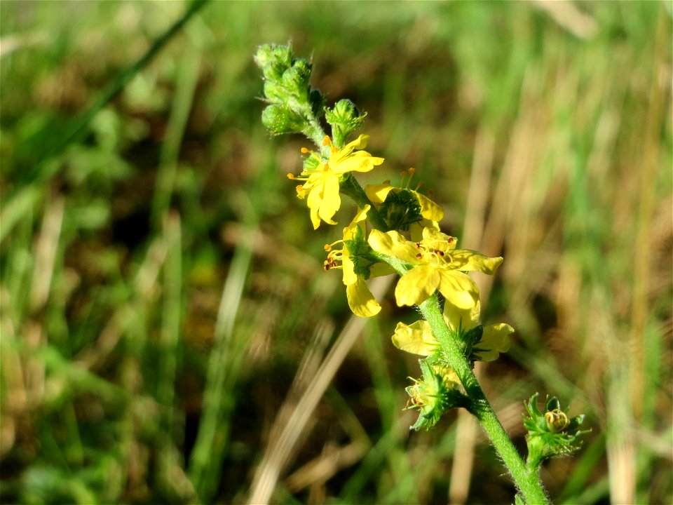 Gemeiner Odermennig (Agrimonia eupatoria) bei Hockenheim photo