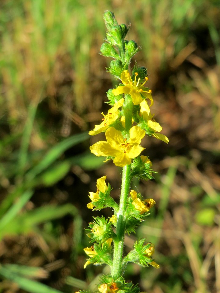 Gemeiner Odermennig (Agrimonia eupatoria) bei Hockenheim