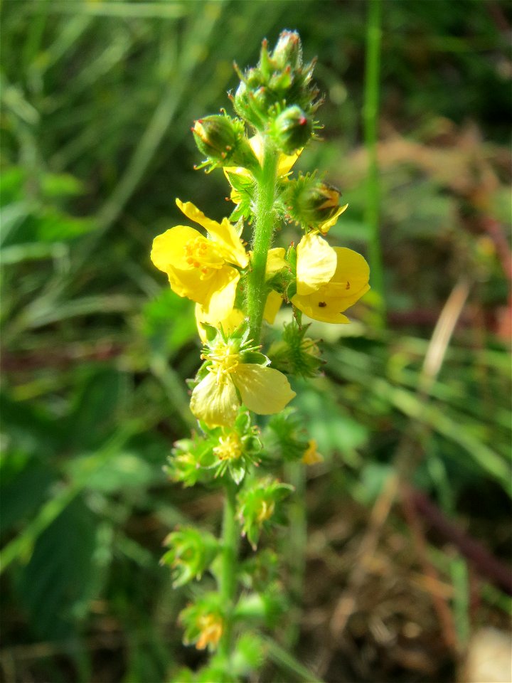 Gemeiner Odermennig (Agrimonia eupatoria) im Schwetzinger Hardt