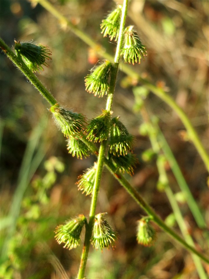 Gemeiner Odermennig (Agrimonia eupatoria) in Hockenheim - seine Früchte bleiben wie Kletten an den Socken hängen