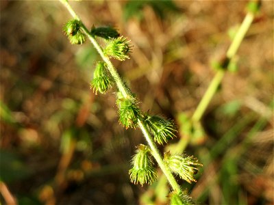 Gemeiner Odermennig (Agrimonia eupatoria) in Hockenheim - seine Früchte bleiben wie Kletten an den Socken hängen photo