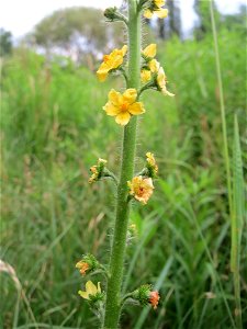 Gemeiner Odermennig (Agrimonia eupatoria) im Naturschutzgebiet „St. Arnualer Wiesen“