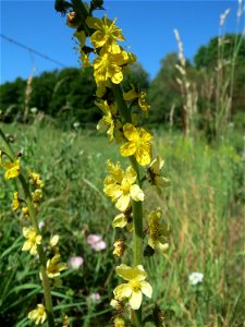 Gemeiner Odermennig (Agrimonia eupatoria) im Almet in Sankt Arnual