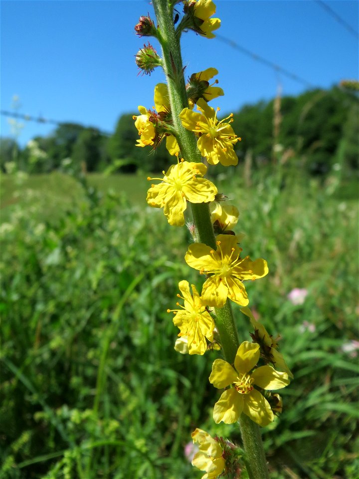 Gemeiner Odermennig (Agrimonia eupatoria) im Almet in Sankt Arnual