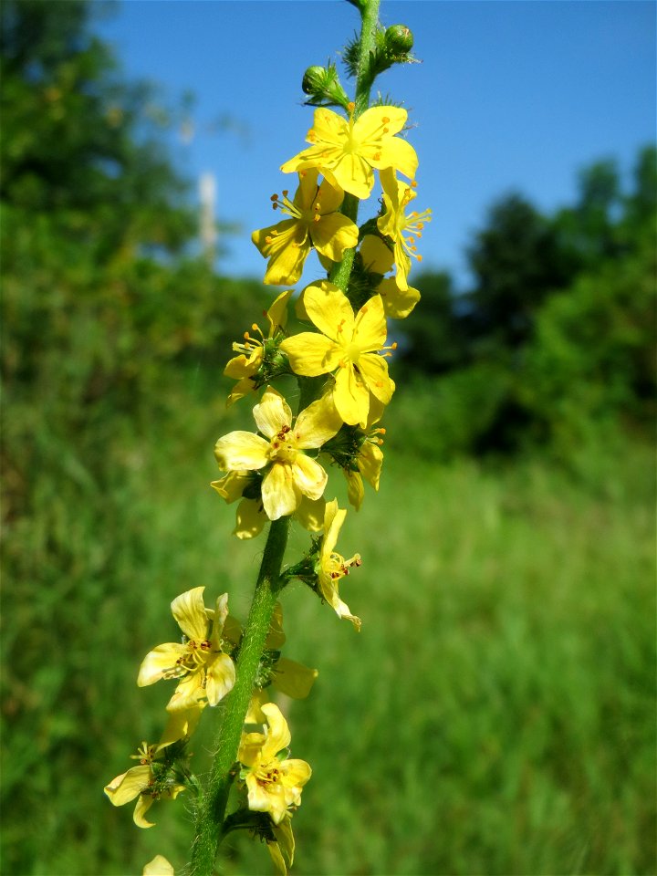Gemeiner Odermennig (Agrimonia eupatoria) im Naturschutzgebiet „St. Arnualer Wiesen“