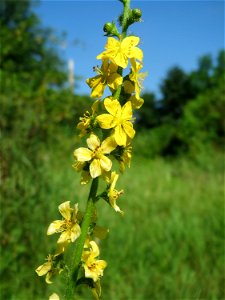 Gemeiner Odermennig (Agrimonia eupatoria) im Naturschutzgebiet „St. Arnualer Wiesen“ photo