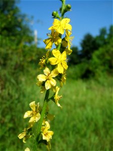 Gemeiner Odermennig (Agrimonia eupatoria) im Naturschutzgebiet „St. Arnualer Wiesen“