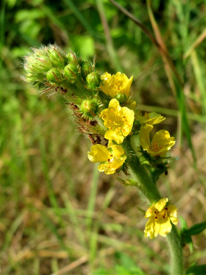 Gemeiner Odermennig (Agrimonia eupatoria) in Saarbrücken photo