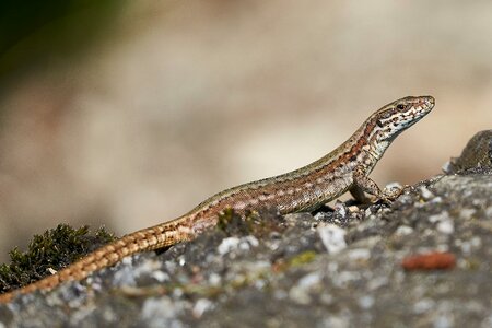 Animal reptile scale
