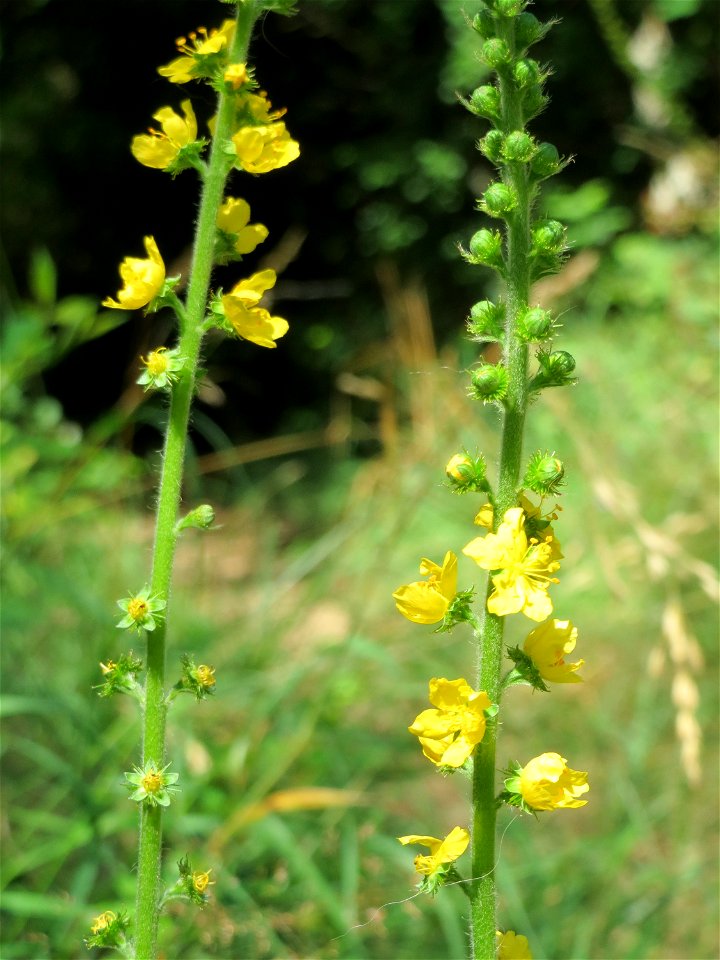 Gemeiner Odermennig (Agrimonia eupatoria) im Almet in Sankt Arnual
