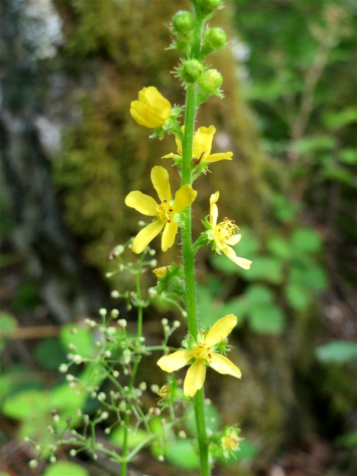 Gemeiner Odermennig (Agrimonia eupatoria) im Naturschutzgebiet „Steinbachtal / Netzbachtal“ photo