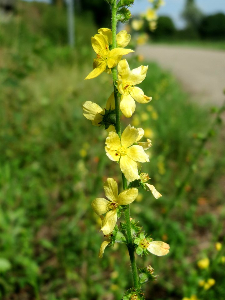 Gemeiner Odermennig (Agrimonia eupatoria) bei Reilingen