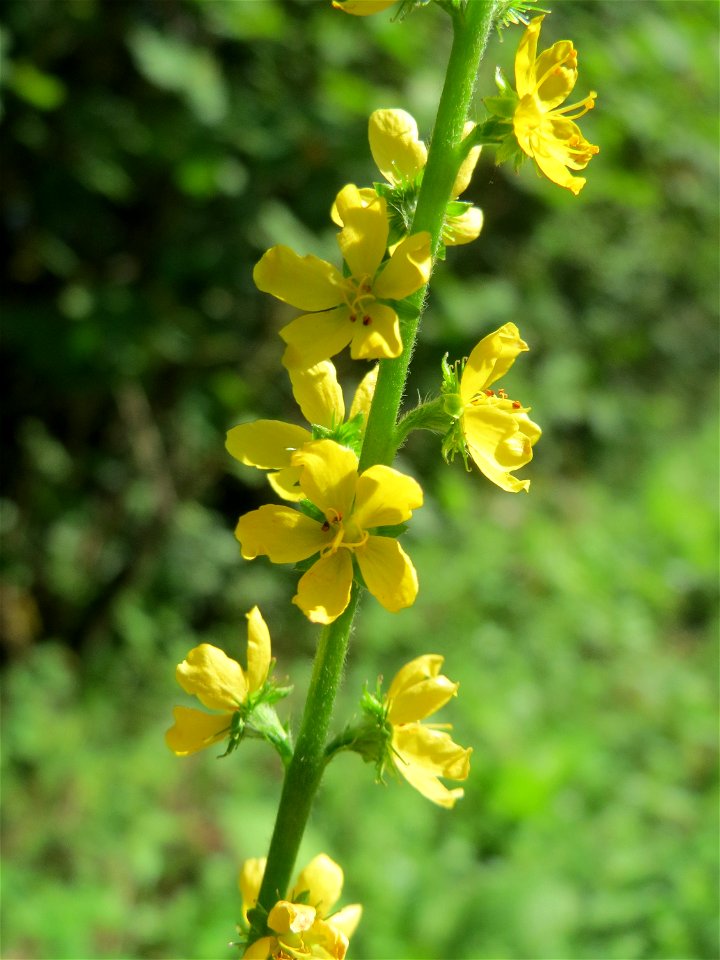 Gemeiner Odermennig (Agrimonia eupatoria) in Hockenheim