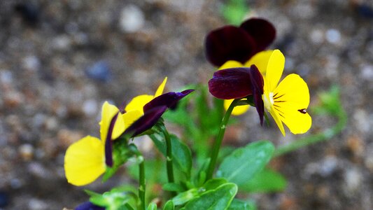 Plants garden flower garden