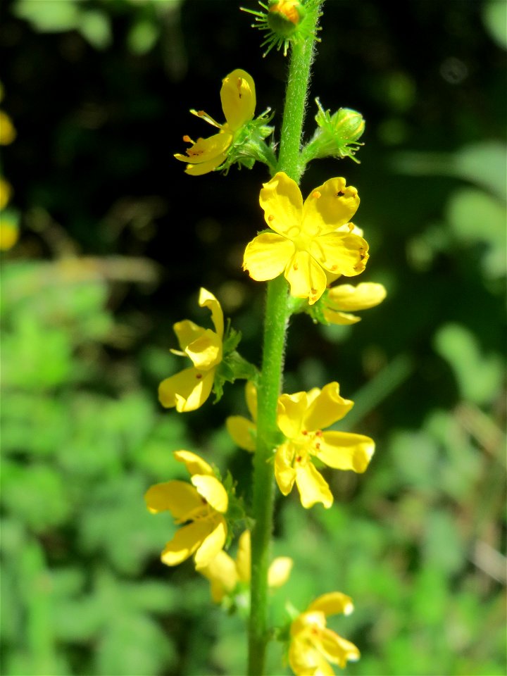 Gemeiner Odermennig (Agrimonia eupatoria) in Hockenheim - ein häufiger Wegrandbegleiter an Hecken und im Wald photo