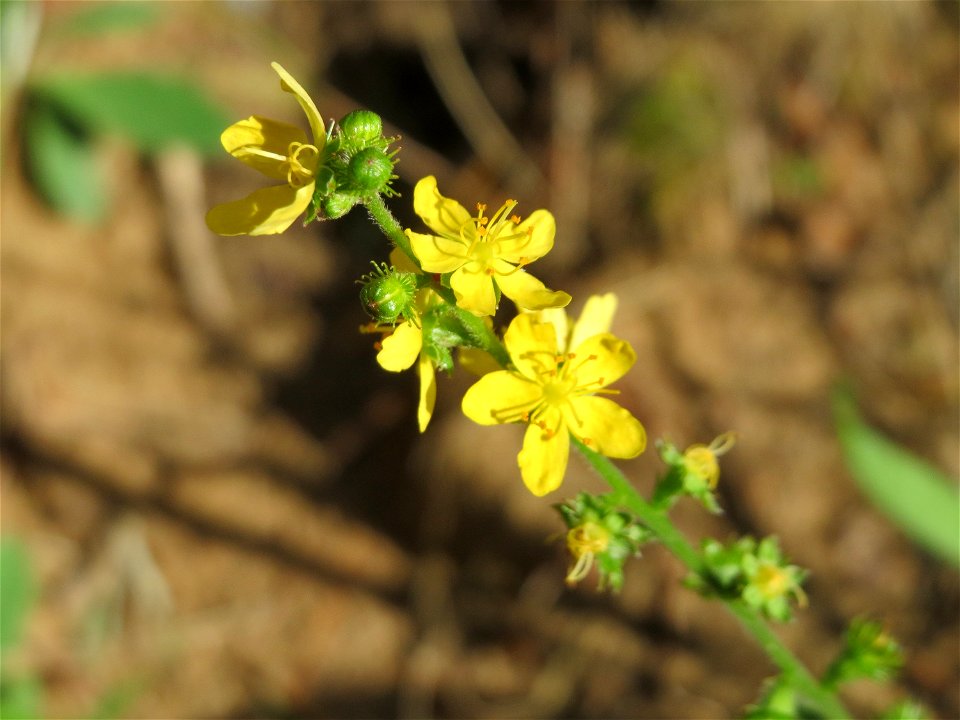 Gemeiner Odermennig (Agrimonia eupatoria) auf einer kleinen Binnendüne in der Schwetzinger Hardt
