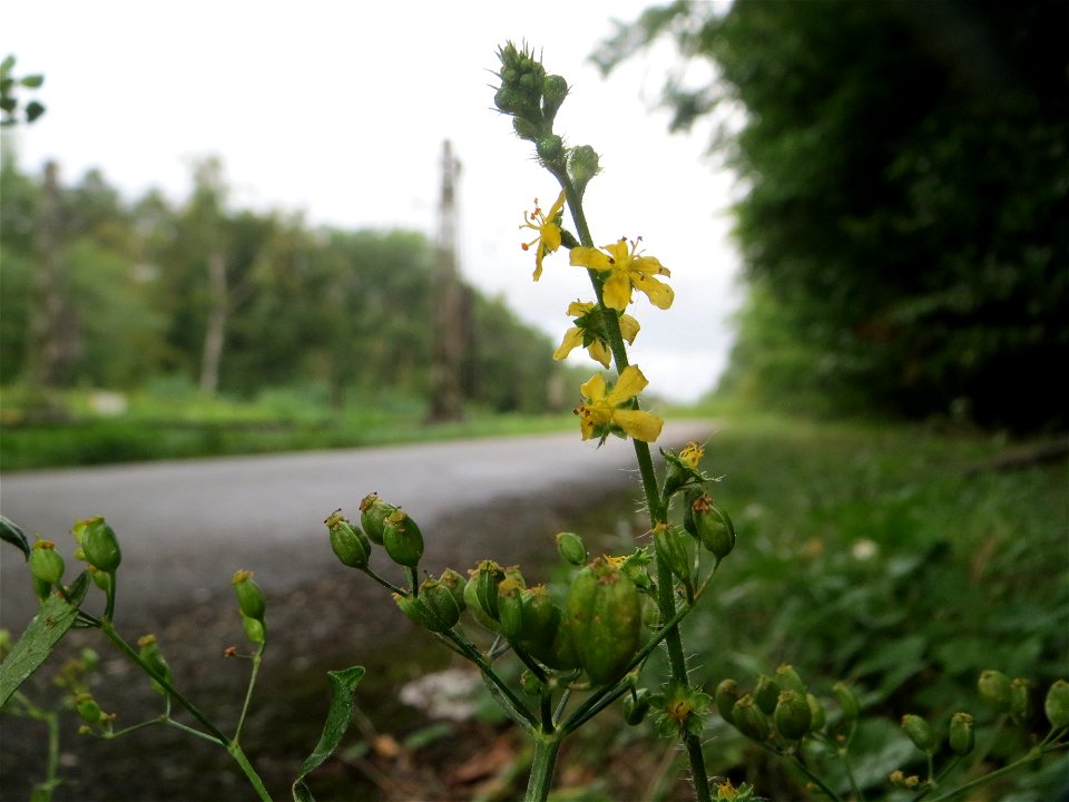 Gemeiner Odermennig (Agrimonia eupatoria) in der Schwetzinger Hardt