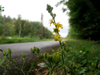 Gemeiner Odermennig (Agrimonia eupatoria) in der Schwetzinger Hardt photo