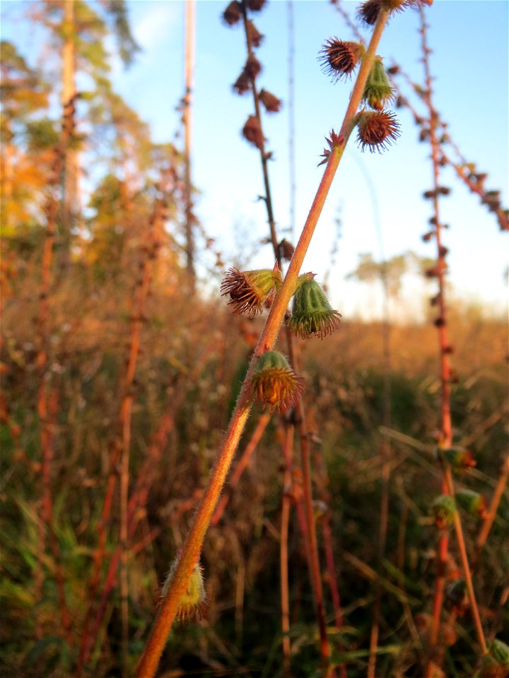 Gemeiner Odermennig (Agrimonia eupatoria) in der Schwetzinger Hardt
